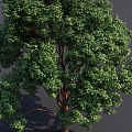 Acer bloodskin big tree tree landscape tree tall tree garden plant tree 3d model