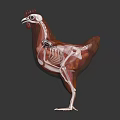 modern chicken structure chicken skeleton chicken anatomy 3d model
