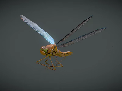 Colorful Dragonfly With Blue Wings And Yellow Brown Body Flying On Dark Background 3d model