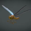 Colorful Dragonfly With Blue Wings And Yellow Brown Body Flying On Dark Background