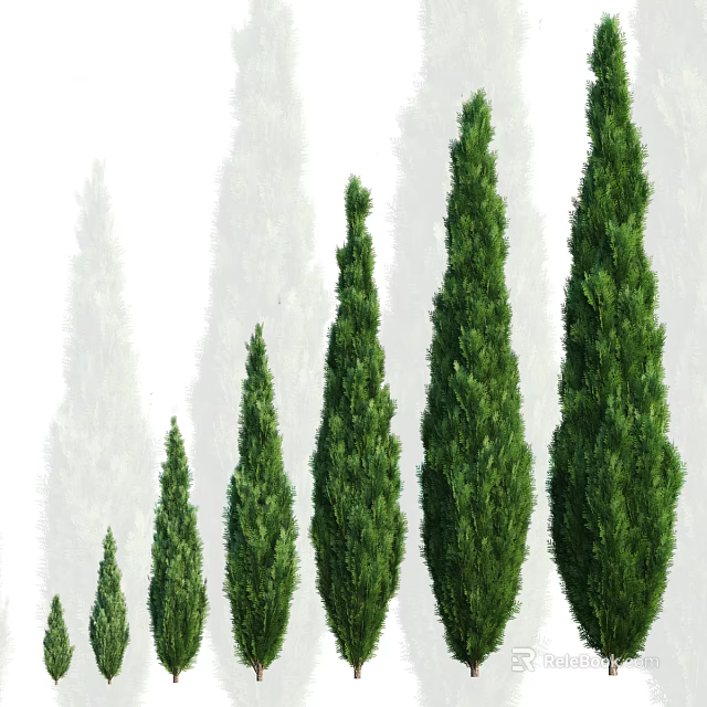Evergreen Arbor with Different Heights and Lush Green Foliage in Row 3d model 
