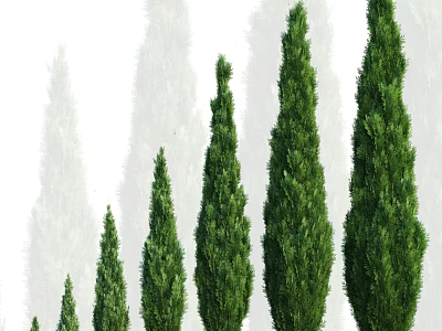 Evergreen Arbor with Different Heights and Lush Green Foliage in Row 3d model