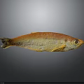 Orange Yellow Fish With Shiny Scales And Prominent Eye Isolated On Gray Background