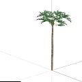 Tall Tree with Slender Trunk Lush Green Leaves on Grass Base and Shadow
