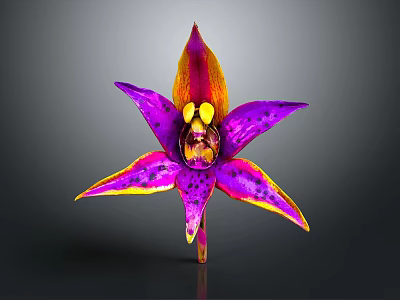 Purple Pink Orchid with Yellow Orange Edged Petals and Black Spotted Center in Dark Background 3d model