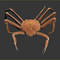 Orange Crab With Long Legs On Black Background Showing Reflection 3d model