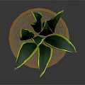 Green Potted Plant With Yellow Edged Leaves In Brown Terracotta Pot