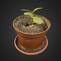 Charming Garden Decor Small Plant in Terracotta Pot with Saucer and Fresh Green Leaves