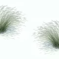 Natural Looking Ornamental Grass With Green Slender Leaves And Light Colored Spikes On White Background