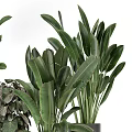 Diverse Potted Green Plants With Broad Leaves And Black Beige Pots On Tall Stands