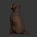 Brown Curly Haired Dog Sitting Gracefully On Dark Background With Reflection 3d model