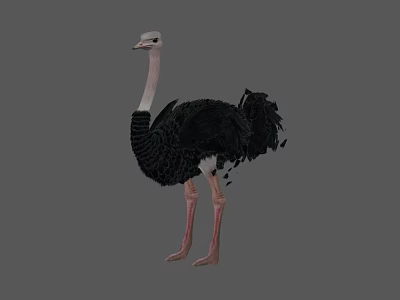 Tall Reptile With Black Feathers White Neck And Long Legs Standing On Gray Background 3d model