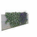 Climbing Vines With White And Purple Flowers On Green Leafy Wall