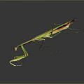 Green and Orange Flying Praying Mantis Standing With Long Slender Legs And Reflection