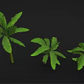 Cartoon Scene Featuring Banana Trees in Various Sizes with Green Leaves on Black Background