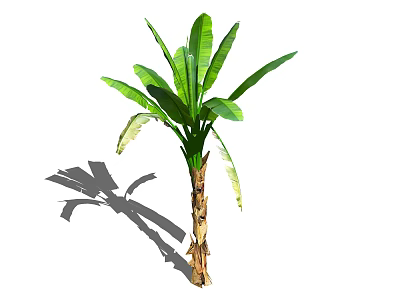 Tropical Tree with Large Green Leaves and Brown Trunk Casting Shadow 3d model