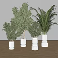 Bonsai Potted Plants With Olive Trees And Palm In Modern Concrete Pots