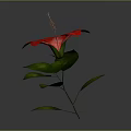 Vibrant Red Flower with Lush Green Leaves Isolated on Grey Background