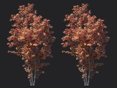 Two Lush Arbor Trees With Orange Red Leaves And Dark Slender Trunks 3d model