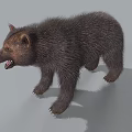 Furry Dark Brown Bear Standing With Open Mouth And Detailed Fur