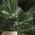 Lush Green Fan Palm Potted Plants In Modern Woven Basket Pots For Indoor Decor