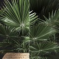 bonsai bonsai fan palm in a basket 3d model