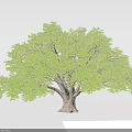 Lush Green Tree With Thick Trunk And Full Crown Shape Isolated On Gray Background