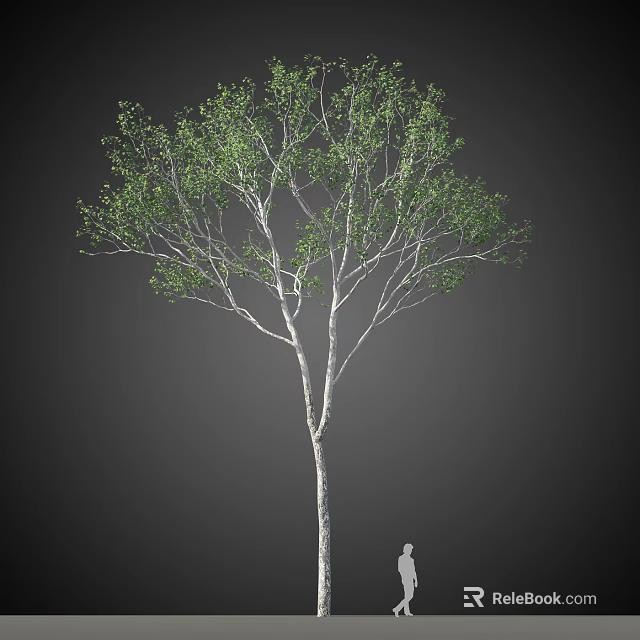 Single Lush Arbor Tree With White Trunk Green Leaves Against Dark Background 3d model 