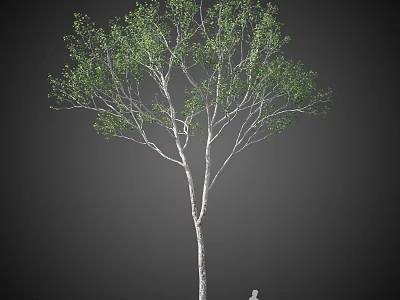 Single Lush Arbor Tree With White Trunk Green Leaves Against Dark Background 3d model