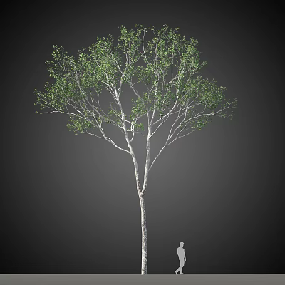 Single Lush Arbor Tree With White Trunk Green Leaves Against Dark Background 3d model