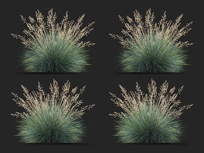 Decorative Clumping Ornamental Grass With Green Foliage And White Plumes For Garden 3d model