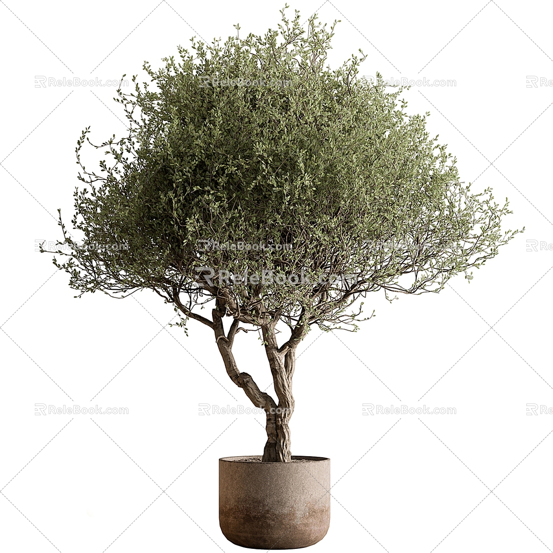 Outdoor plants 3d model