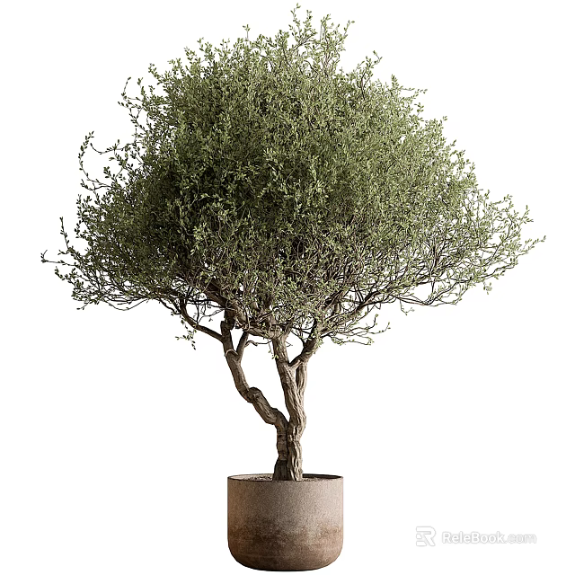 Lush Foliage Bonsai Tree With Twisted Trunk In Minimalist Terracotta Pot For Indoor Home Decor 3d model 