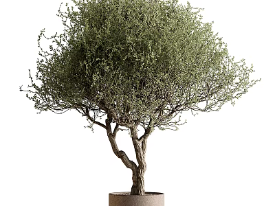 Lush Foliage Bonsai Tree With Twisted Trunk In Minimalist Terracotta Pot For Indoor Home Decor 3d model