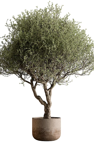 Lush Foliage Bonsai Tree With Twisted Trunk In Minimalist Terracotta Pot For Indoor Home Decor 3d model