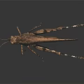 Brown Locust Insect With Detailed Wings And Long Legs On Dark Surface With Reflection