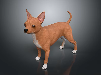 Brown Chihuahua Dog With White Paws Standing On Dark Background With Reflection 3d model