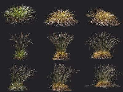 Different Types of Ornamental Grasses with Green and Golden Foliage Clumping on Black Background 3d model
