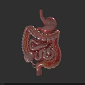Abdominal Organs Anatomy Showing Stomach Small Intestine And Large Intestine Structure