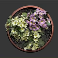 Vibrant Yellow and Purple Flowers in Red Pot with Lush Green Leaves