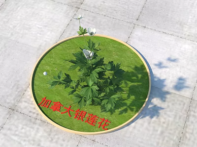 Canadian Anemone Flowers With White Blooms And Green Plants In Circular Grass Patch 3d model