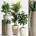 Indoor Green Potted Plants With Palm Succulent And Ceramic Beige Pots