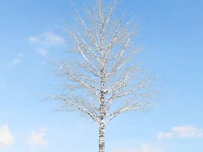 Tall White Bark Tree With Leafless Branches Against Blue Sky And Clouds 3d model