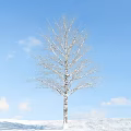 Tall White Bark Tree With Leafless Branches Against Blue Sky And Clouds 3d model