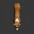 Cute Brown and White Corgi Standing Against Black Background With Clear Reflection