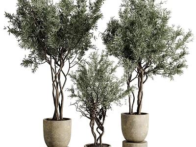 Bonsai Potted Plants with Twisted Trunks and Green Foliage in Stone Pots 3d model