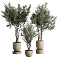Bonsai Potted Plants with Twisted Trunks and Green Foliage in Stone Pots