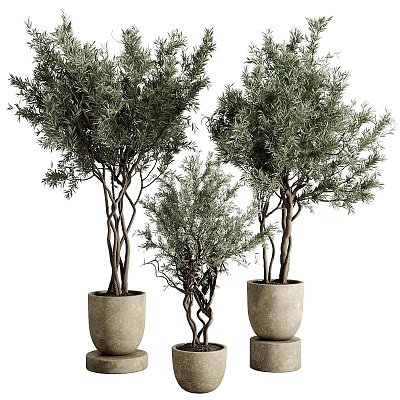 Bonsai Potted Plants with Twisted Trunks and Green Foliage in Stone Pots 3d model