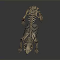 Anatomical Animal Skeleton With Detailed Bone Structure Display On Gray Background 3d model