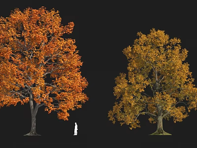 Plant Combination Of Autumn Trees With Orange And Yellow Leaves And White Silhouette 3d model